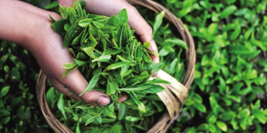 第十四屆中國（深圳）國際茶產(chǎn)業(yè)博覽會暨紫砂、陶瓷、紅木、茶具用品展